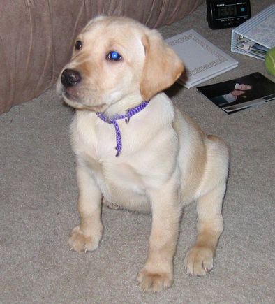 maggie.jpg