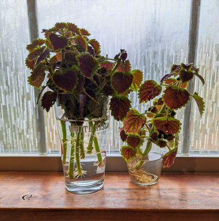 I pulled some coleus parts off a huge pot of them in October and they've been rooting in water.  
