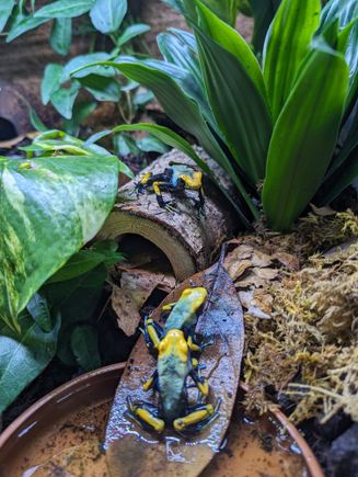 These guys are José, Julia and Adriana my Dendrobates Tinctorius 'tumucumaque' dart frogs. 