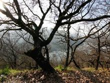 The trees and hills of Northern Cal, late winter