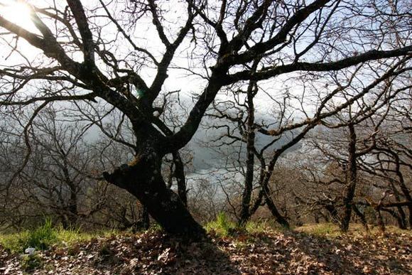 The trees and hills of Northern Cal, late winter