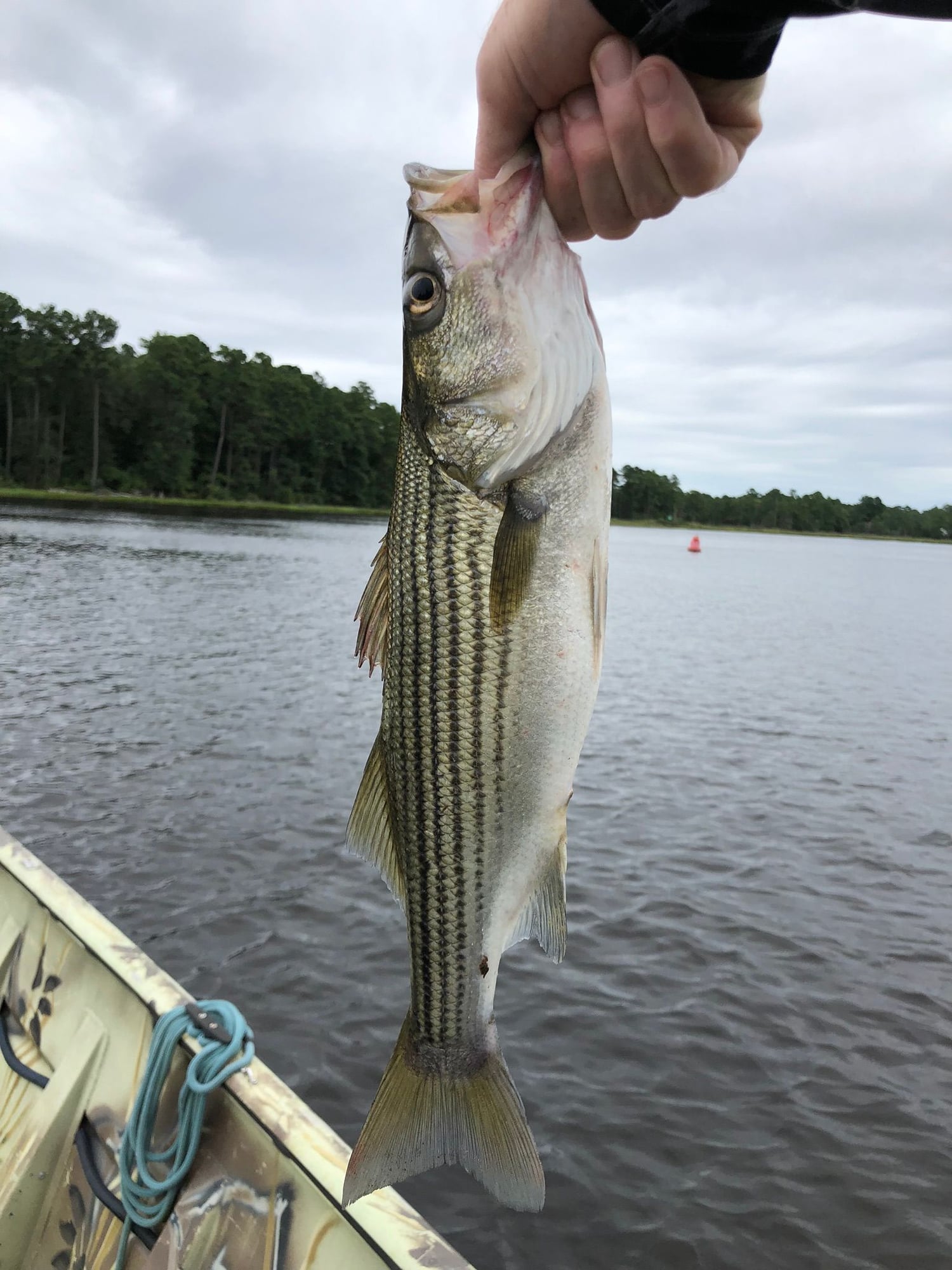 Fishing the Lower Bay and Beyond 2019 Page 21 The Hull