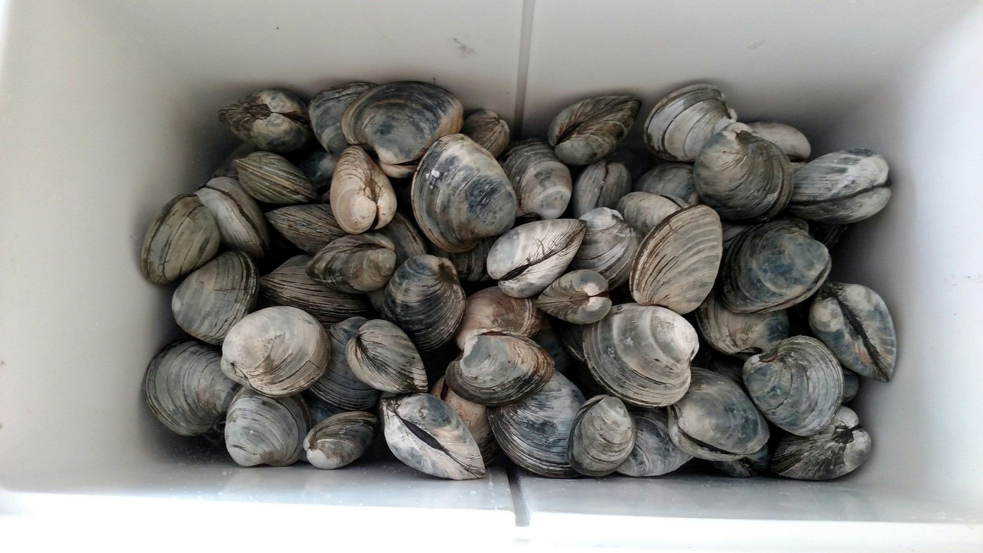 Chesapeake Bay Clamming The Hull Truth Boating and Fishing Forum