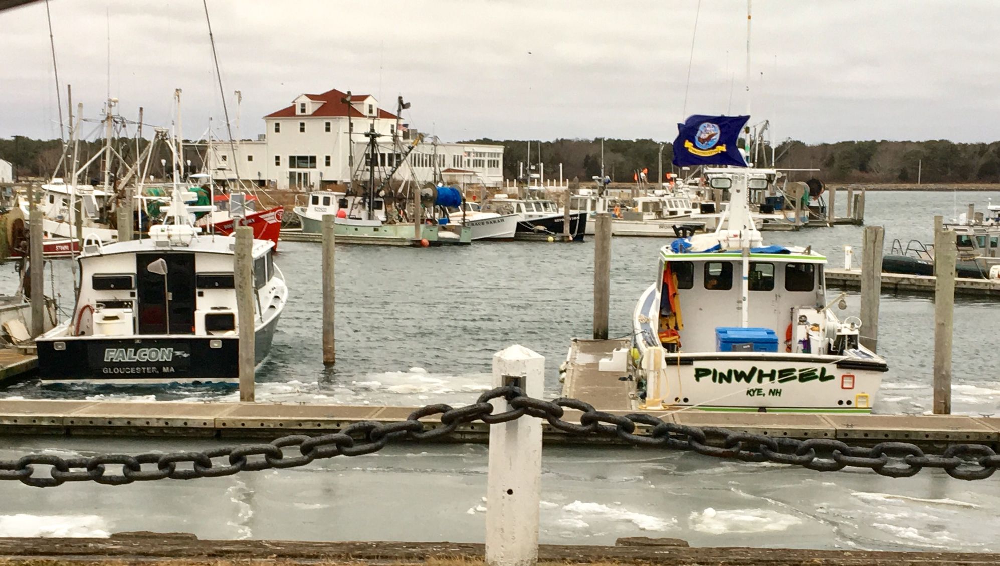 Pinwheel sighting on Cape Cod The Hull Truth Boating and Fishing Forum