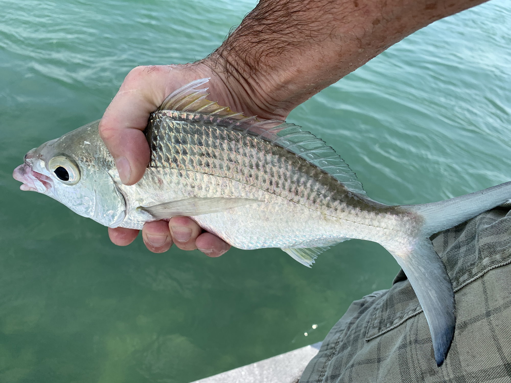 What's this fish ? - The Hull Truth - Boating and Fishing Forum