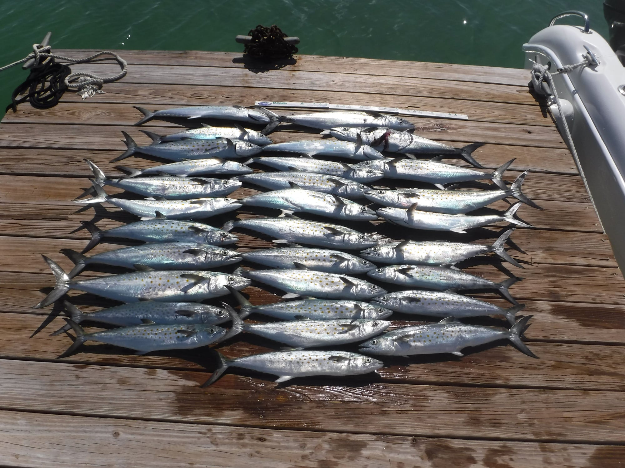 King mackerel - The Hull Truth - Boating and Fishing Forum