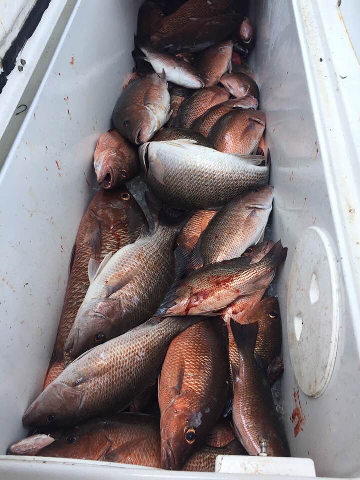 Mangrove snapper rigging? - The Hull Truth - Boating and Fishing Forum