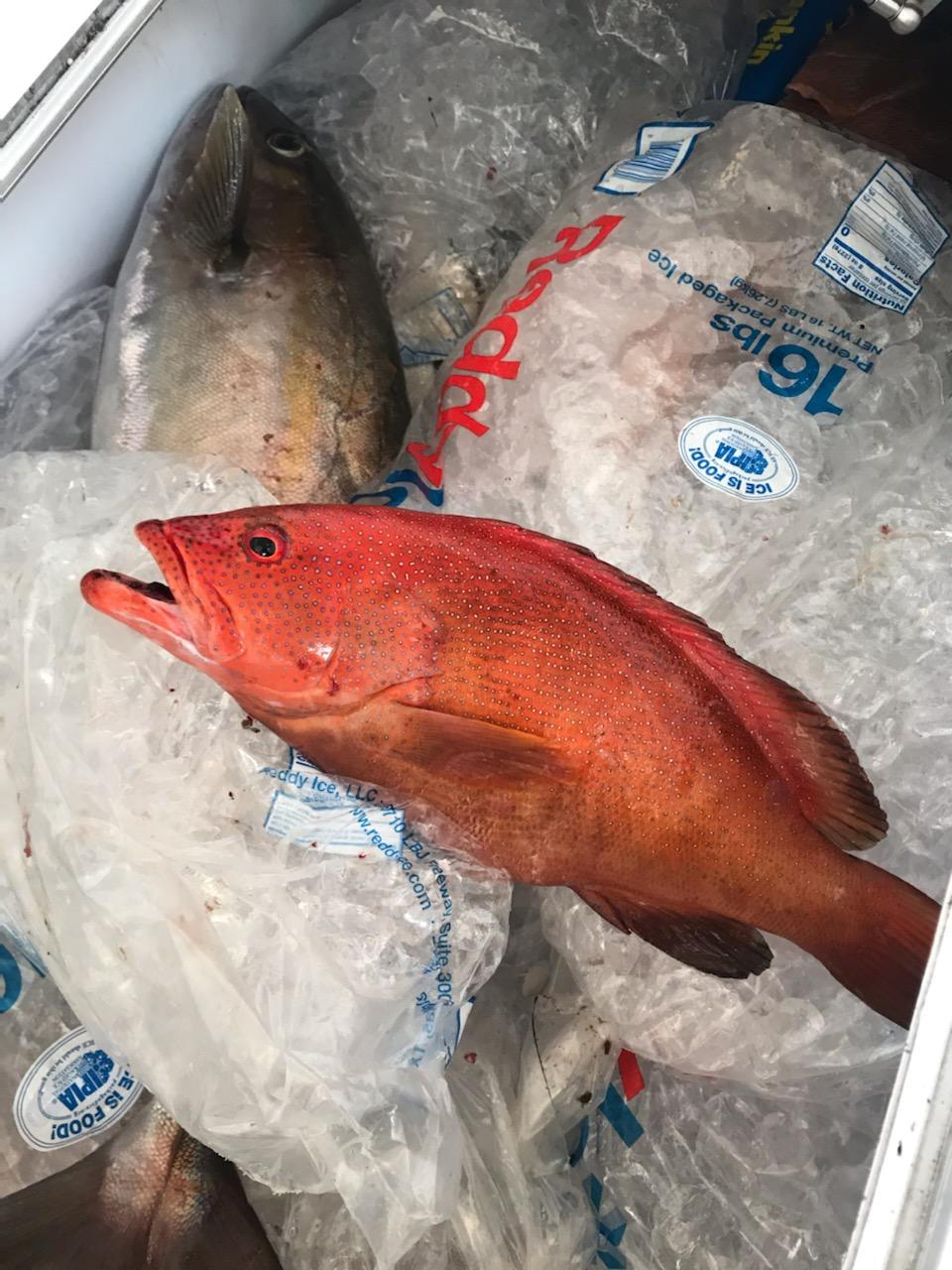 Snapper ID needed - The Hull Truth - Boating and Fishing Forum