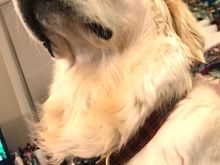 My wife got our golden retriever a pretty cool new Dog Tag (although I realize the lines are for a second GEN I did have the artist re-draw the spoiler).