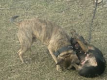 Soldier playin w/ his mom Scarlet