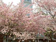 Cherry blossoms in spring.