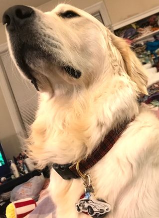 My wife got our golden retriever a pretty cool new Dog Tag (although I realize the lines are for a second GEN I did have the artist re-draw the spoiler).