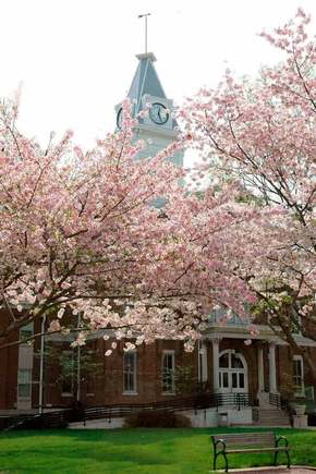 Cherry blossoms in spring.