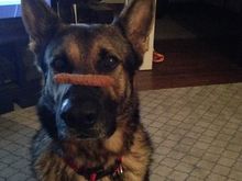 Something funny about a 100lbs GSD balancing a fish stick on his nose.