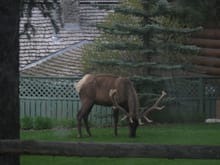 Bull Elk "Wapiti" in yard, still in velvet