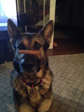 Something funny about a 100lbs GSD balancing a fish stick on his nose.