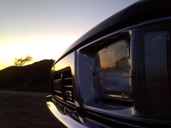 Rainbow Joshua tree