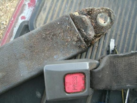 600xSeatbelt clips gross