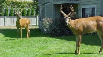 Lawn Courte Apartments - Tacoma, WA