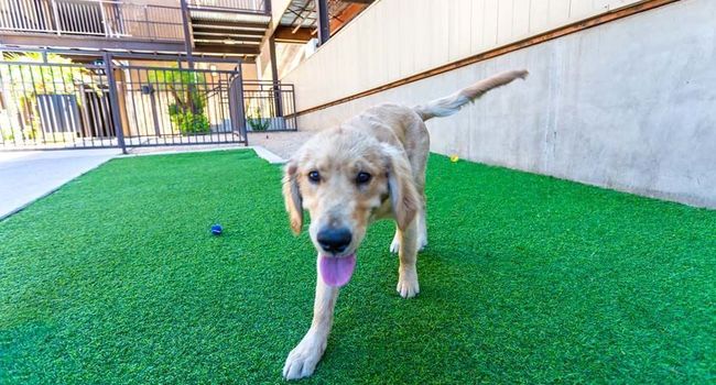 Camden Copper Square 112 Reviews Phoenix, AZ